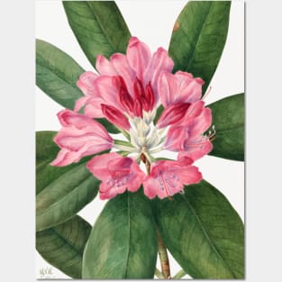 Mountain Rose Bay By Mary Vaux Walcott. Posters and Art